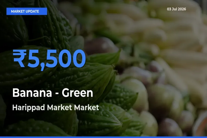 Harippad Market Records Highest ₹5,500 Rate for Banana - Green