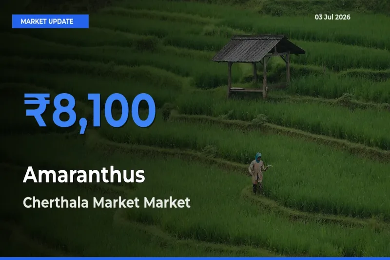 Farmers Prefer Cherthala Market as Amaranthus Hits Highest Rate