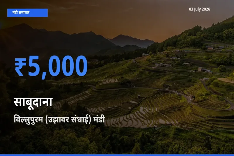 विल्लुपुरम (उझावर संधाई) मंडी में साबूदाना ₹5,000 पर पहुँचा – आज का सर्वोच्च भाव