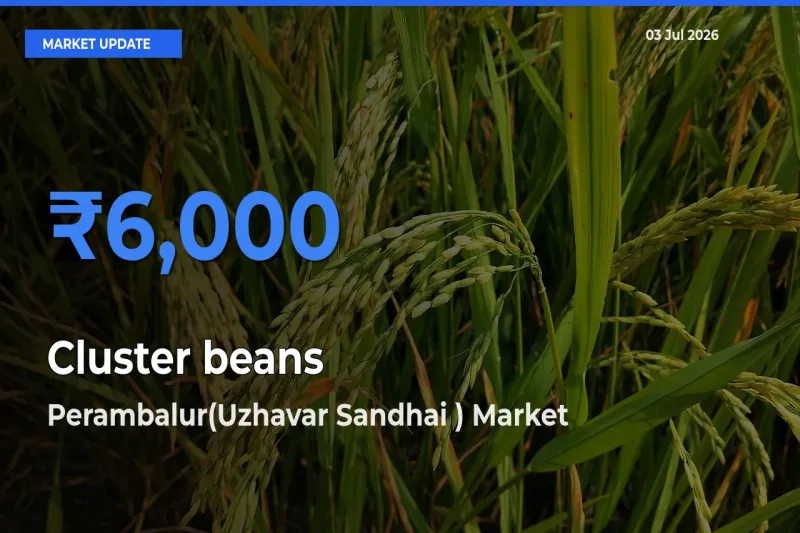 Perambalur(Uzhavar Sandhai ) Emerges as Top Mandi for Cluster beans Prices Today