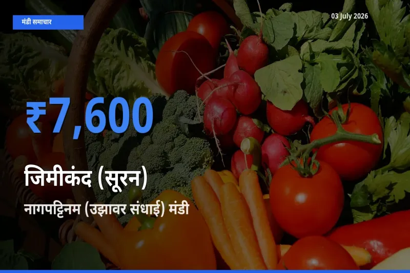 नागपट्टिनम (उझावर संधाई) में जिमीकंद (सूरन) का आज सबसे ऊँचा भाव