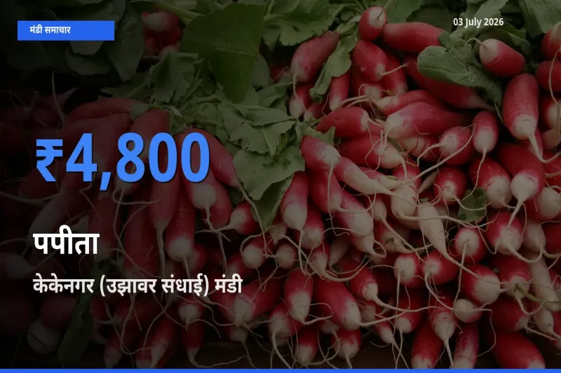 आज पपीता के सबसे ऊँचे दाम ₹4,800 केकेनगर (उझावर संधाई) मंडी में