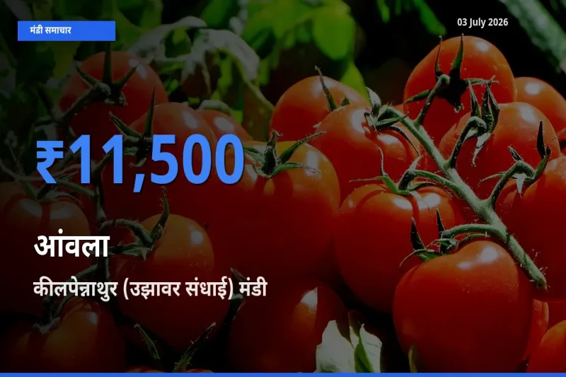कीलपेन्नाथुर (उझावर संधाई) मंडी में आज आंवला के सबसे ऊँचे दाम दर्ज