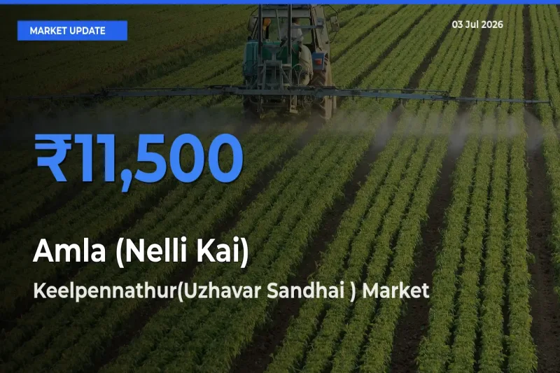 Keelpennathur(Uzhavar Sandhai ) Tops Amla (Nelli Kai) Mandi Rates Today