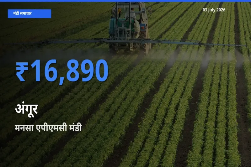 बाज़ार संकेत: मनसा एपीएमसी बना अंगूर के लिए आज की टॉप मंडी