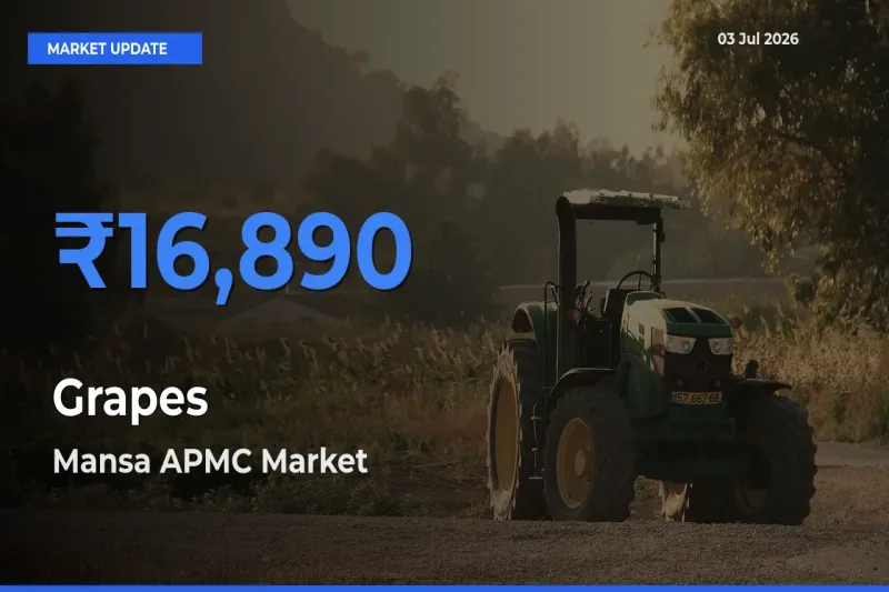 Mansa APMC Tops Grapes Rates – July 03 Market Update