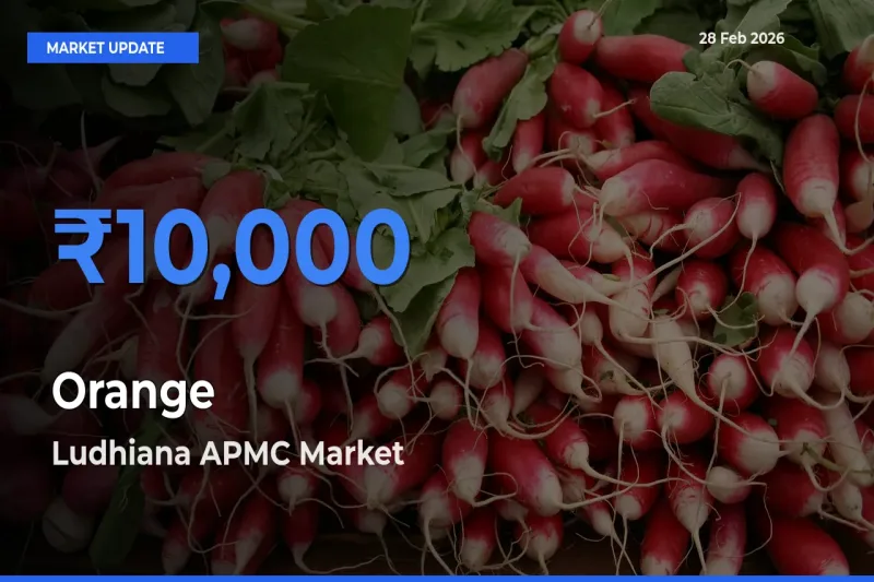 Ludhiana APMC Emerges as Top Mandi for Orange Prices Today