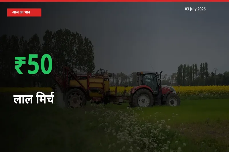 आज का मंडी भाव: लाल मिर्च के दाम मंडी में 49.67% ऊपर