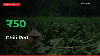 This Mandi Records 49.67% Jump in Chili Red Prices