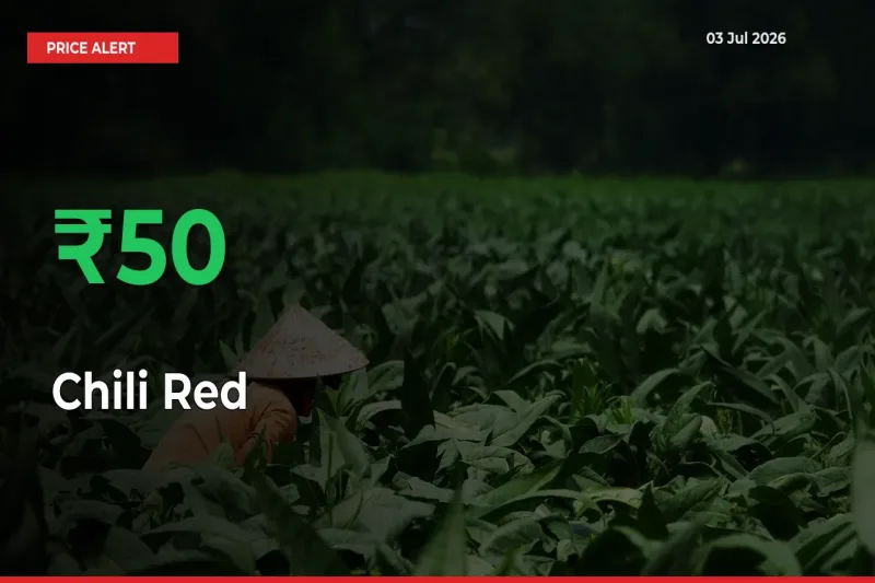 This Mandi Records 49.67% Jump in Chili Red Prices