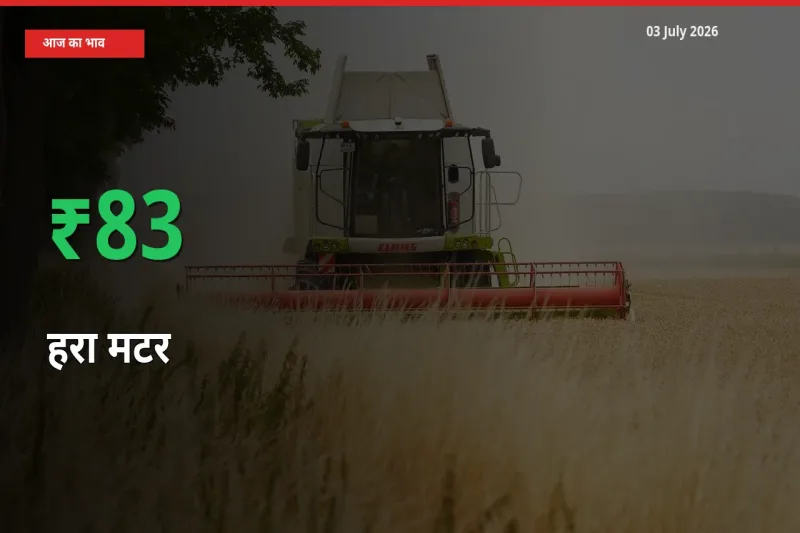 किसानों के लिए खुशखबरी! स्थानीय मंडी में हरा मटर 83.09% उछला