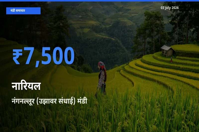 आज नारियल के सबसे ज़्यादा दाम नंगनल्लूर (उझावर संधाई) मंडी में दर्ज