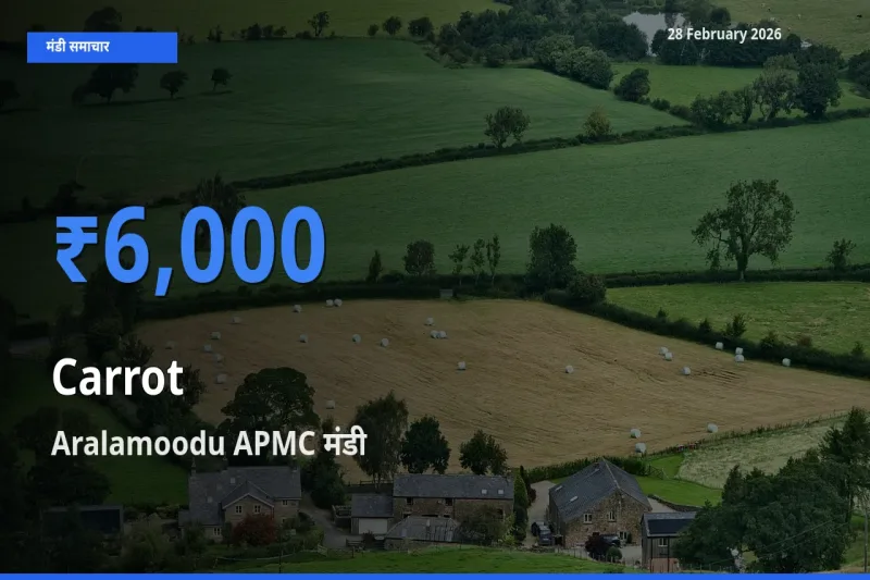 Aralamoodu APMC मंडी में Carrot ₹6,000 पर पहुँचा – आज का सर्वोच्च भाव