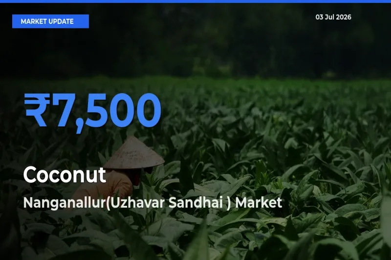 Nanganallur(Uzhavar Sandhai ) Emerges as Top Mandi for Coconut Prices Today