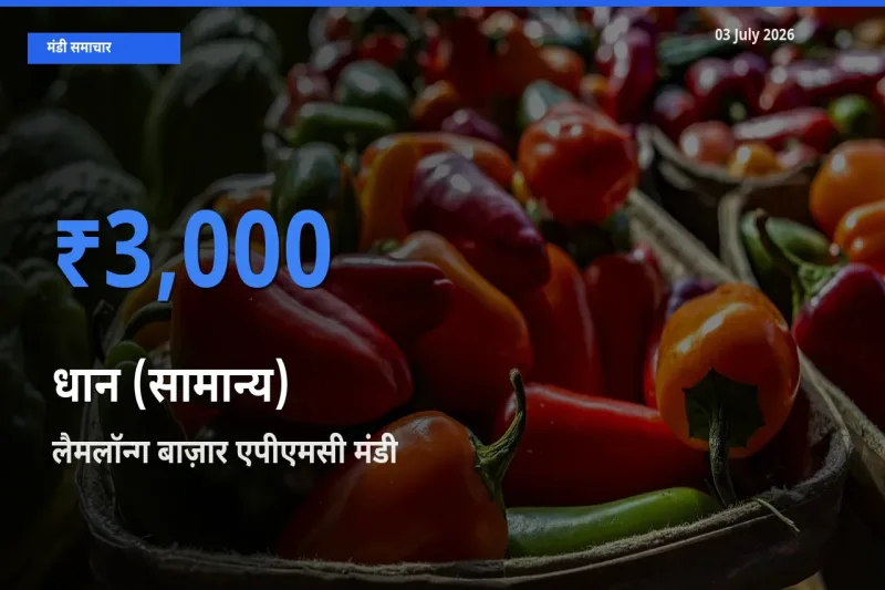आज का मंडी भाव: धान (सामान्य) के सबसे ज़्यादा दाम लैमलॉन्ग बाज़ार एपीएमसी में