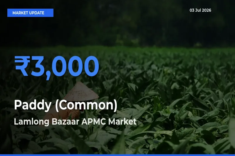 Lamlong Bazaar APMC Tops Paddy (Common) Mandi Rates Today