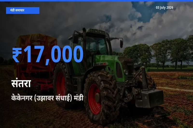 केकेनगर (उझावर संधाई) में संतरा का आज सबसे ऊँचा भाव