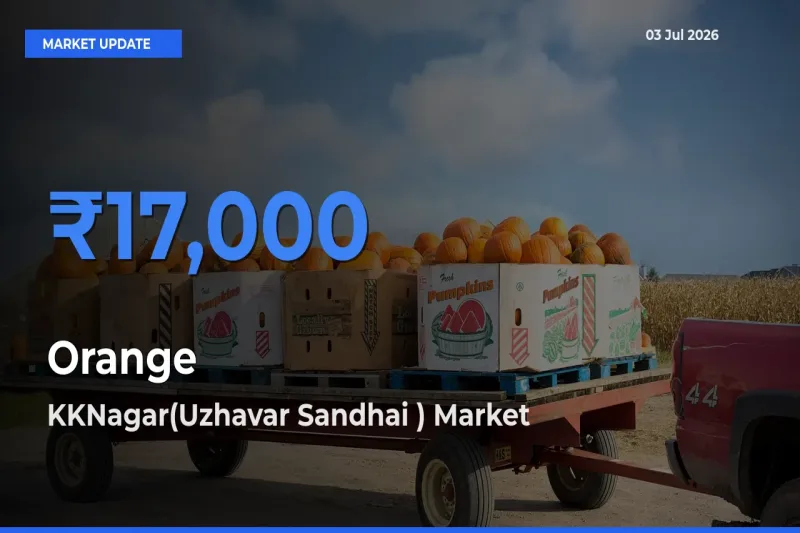 Orange Mandi Rate Today: KKNagar(Uzhavar Sandhai ) Tops the List