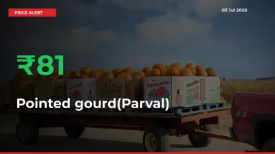 Sharp Jump! Pointed gourd(Parval) Prices Climb 81.17% in 24 Hours at Key Mandis