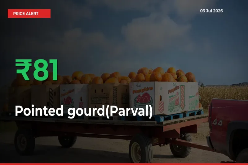 Sharp Jump! Pointed gourd(Parval) Prices Climb 81.17% in 24 Hours at Key Mandis