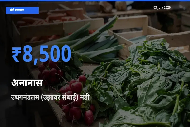उधगमंडलम (उझावर संधाई) में अनानास का आज सबसे ऊँचा भाव