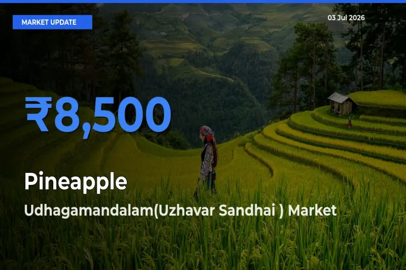 Pineapple Mandi Rate Today: Udhagamandalam(Uzhavar Sandhai ) Tops the List