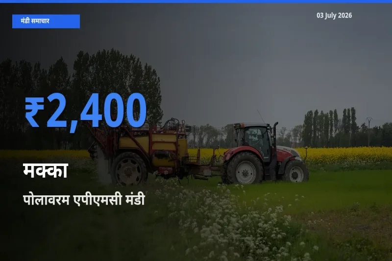 टॉप मंडी बना पोलावरम एपीएमसी! मक्का के सबसे ऊँचे दाम यहीं दर्ज