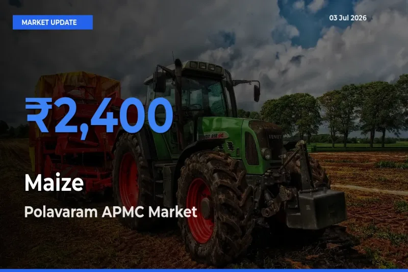 Top Performer! Polavaram APMC Offers Best Maize Price Today