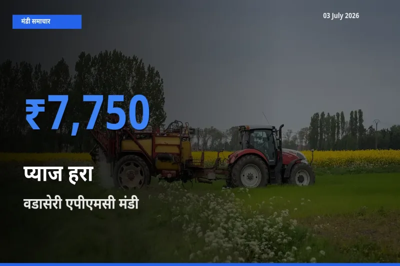 वडासेरी एपीएमसी मंडी में प्याज हरा ₹7,750 पर पहुँचा – आज का सर्वोच्च भाव