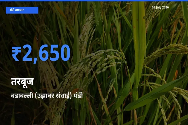 टॉप मंडी बना वडावल्ली (उझावर संधाई)! तरबूज के सबसे ऊँचे दाम यहीं दर्ज