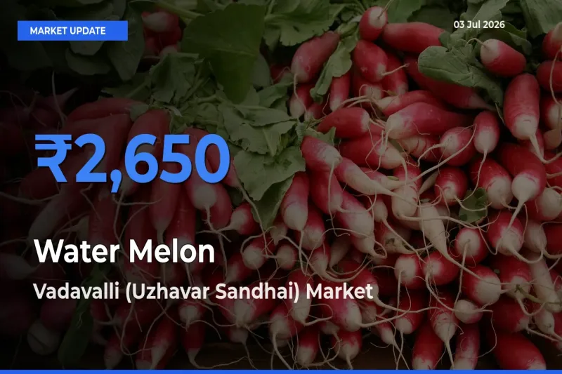 Vadavalli (Uzhavar Sandhai) Offers ₹2,650 – Highest Water Melon Rate Today
