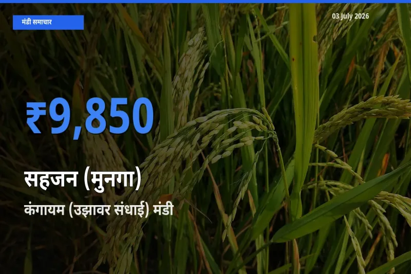 कंगायम (उझावर संधाई) में सहजन (मुनगा) का आज सबसे ऊँचा भाव