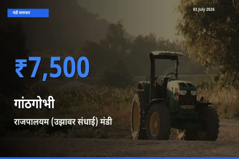 टॉप मंडी बना राजपालयम (उझावर संधाई)! गांठगोभी के सबसे ऊँचे दाम यहीं दर्ज