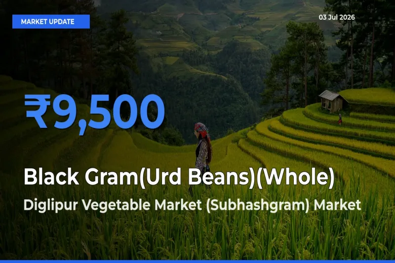 Market Watch: Diglipur Vegetable Market (Subhashgram) Becomes Top Mandi for Black Gram(Urd Beans)(Whole)