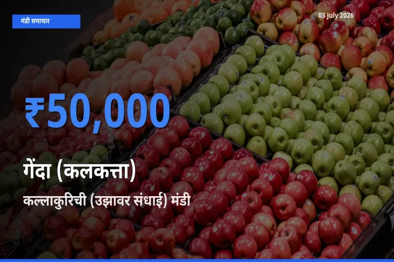 कल्लाकुरिची (उझावर संधाई) में गेंदा (कलकत्ता) का आज सबसे ऊँचा भाव