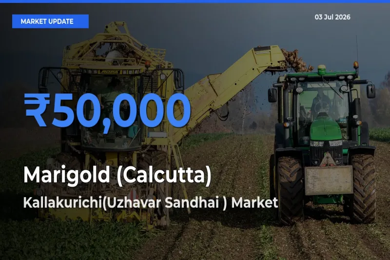 Kallakurichi(Uzhavar Sandhai ) Records Highest ₹50,000 Rate for Marigold (Calcutta)