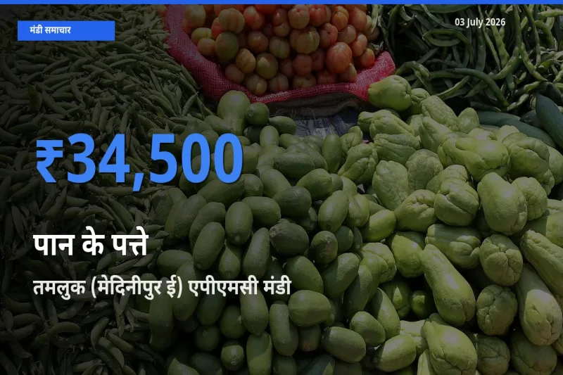तमलुक (मेदिनीपुर ई) एपीएमसी में पान के पत्ते का आज सबसे ऊँचा भाव