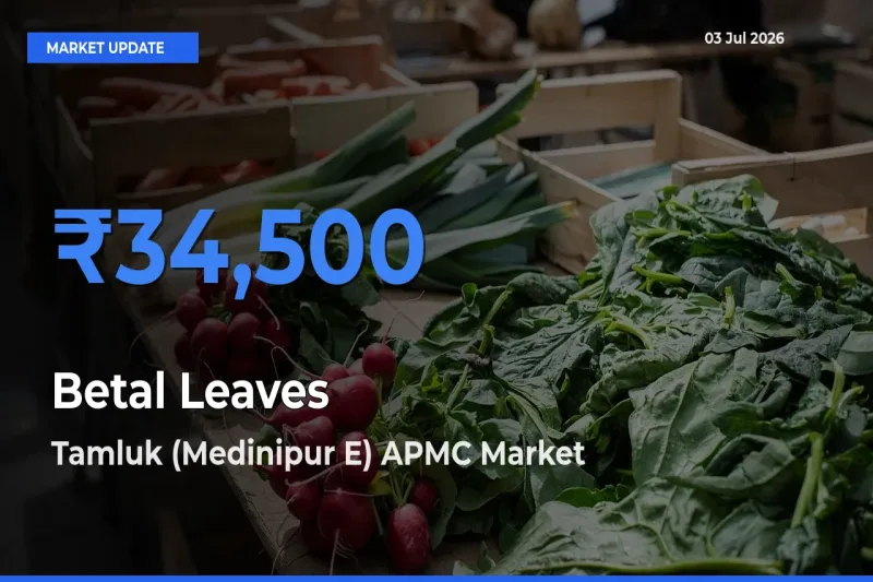 Market Watch: Tamluk (Medinipur E) APMC Becomes Top Mandi for Betal Leaves