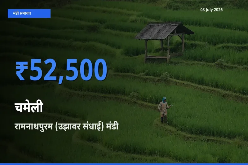 किसानों की पसंद बना रामनाथपुरम (उझावर संधाई), चमेली के सबसे अच्छे दाम