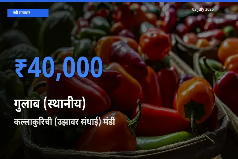 कल्लाकुरिची (उझावर संधाई) मंडी में गुलाब (स्थानीय) ₹40,000 पर पहुँचा – आज का सर्वोच्च भाव