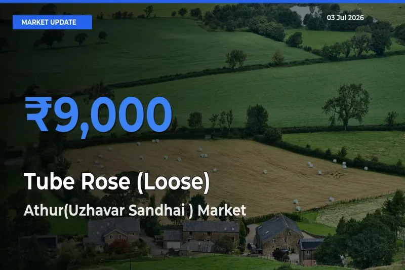 Athur(Uzhavar Sandhai ) Leads as Top Mandi for Tube Rose (Loose) Prices