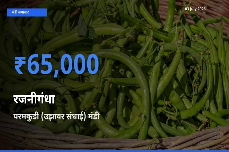 टॉप मंडी बना परमकुडी (उझावर संधाई)! रजनीगंधा के सबसे ऊँचे दाम यहीं दर्ज