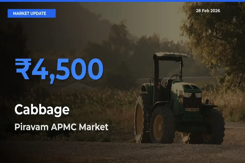 Top Performer! Piravam APMC Offers Best Cabbage Price Today