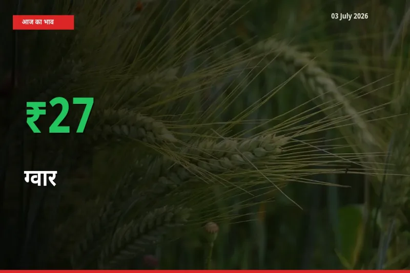 ग्वार 26.96% उछला, मंडी