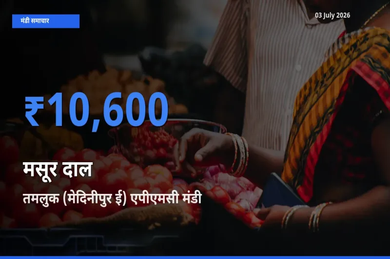 तमलुक (मेदिनीपुर ई) एपीएमसी में मसूर दाल का आज सबसे ऊँचा भाव