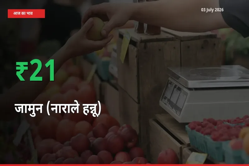 आज का मंडी भाव: जामुन (नाराले हन्नू) के दाम मंडी में 21.29% ऊपर
