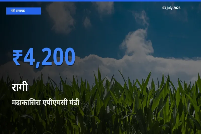 आज रागी के सबसे ऊँचे दाम ₹4,200 मदाकासिरा एपीएमसी मंडी में
