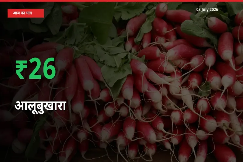 आज का मंडी भाव: आलूबुखारा के दाम मंडी में 26.17% ऊपर