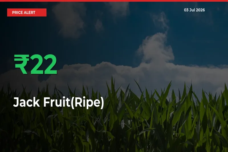 Sharp Jump! Jack Fruit(Ripe) Prices Climb 21.93% in 24 Hours at Key Mandis