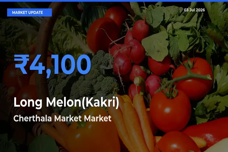 Farmers Prefer Cherthala Market as Long Melon(Kakri) Hits Highest Rate